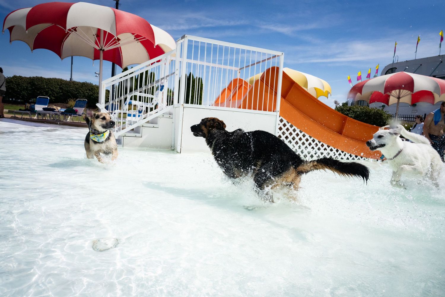 Three dogs running and splashing through a shallow pool at an outdoor dog water park.