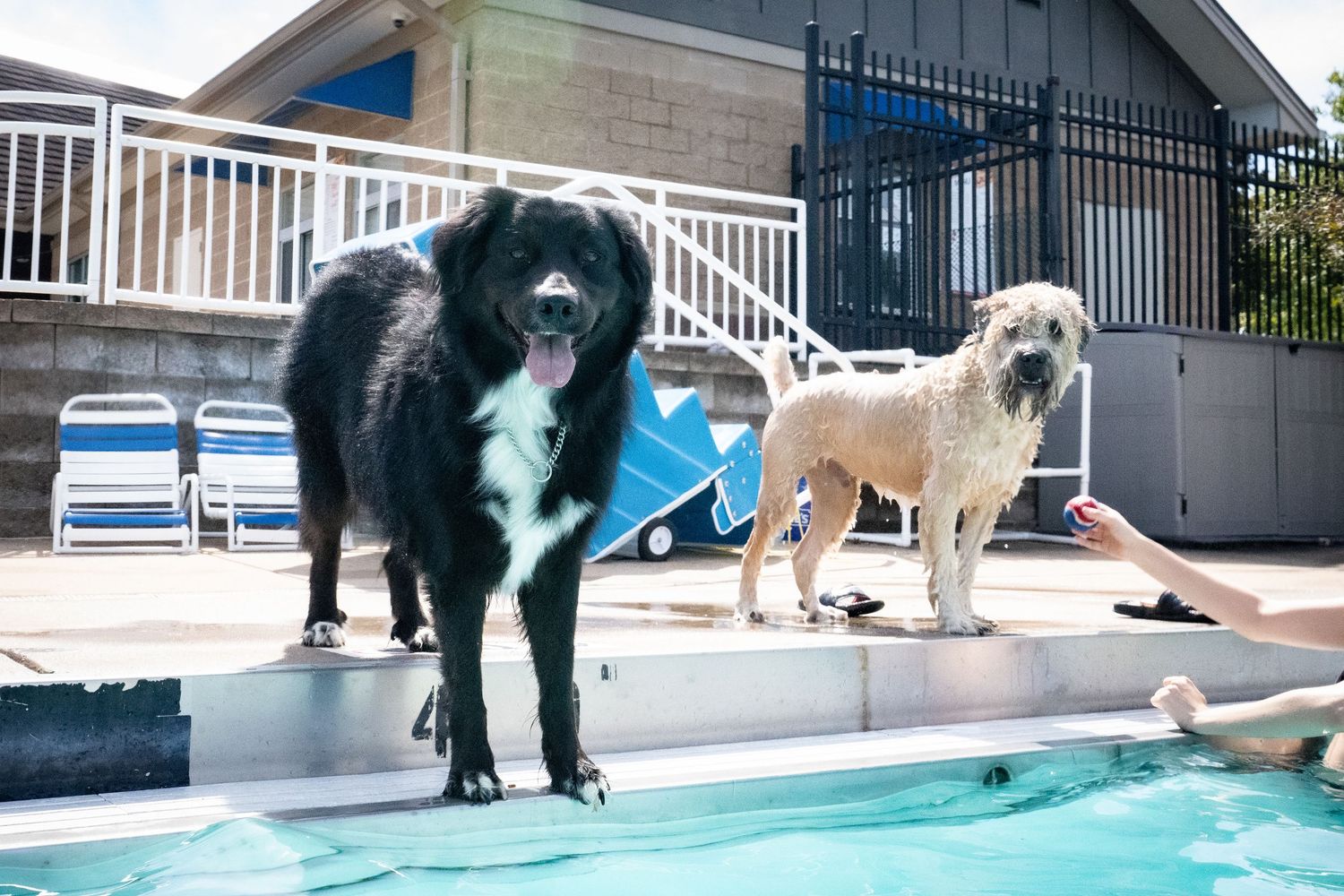 A large black and white dog and a wet golden dog stand at the edge of an outdoor pool.