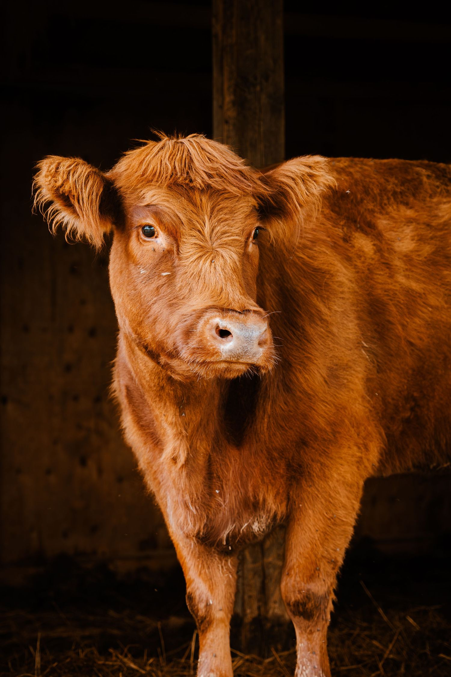 Close-up of a fluffy golden-brown Highland calf looking at camera inside a dark barn.