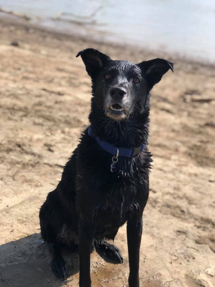 A wet black senior dog wearing a blue collar sits on a sandy beach near the water.