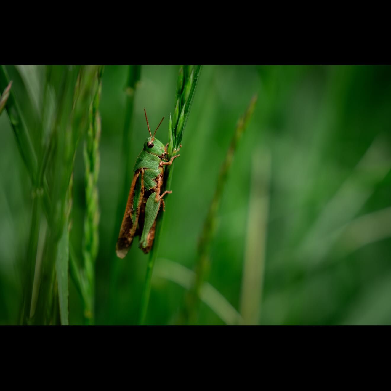 A green grasshopper clings to a slender green grass stem in a blurred natural background.