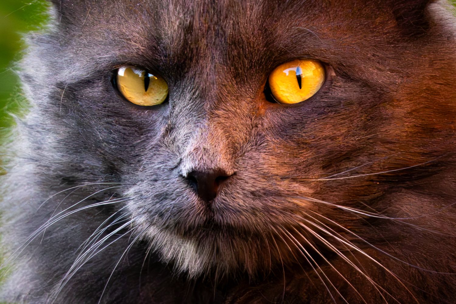 Close-up of a fluffy gray cat with intense golden-yellow eyes staring directly at the camera.