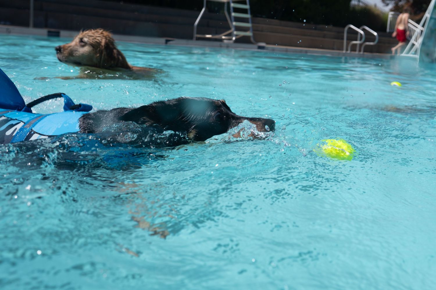 Black dog swimming in a pool chasing a tennis ball with another dog in the background.
