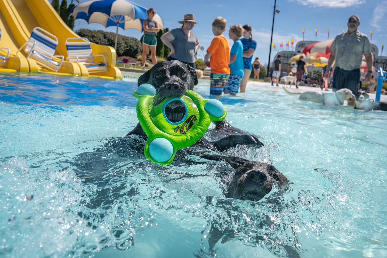 Two black Labrador dogs swimming in a pool, one carrying a green ring toy at an outdoor event.