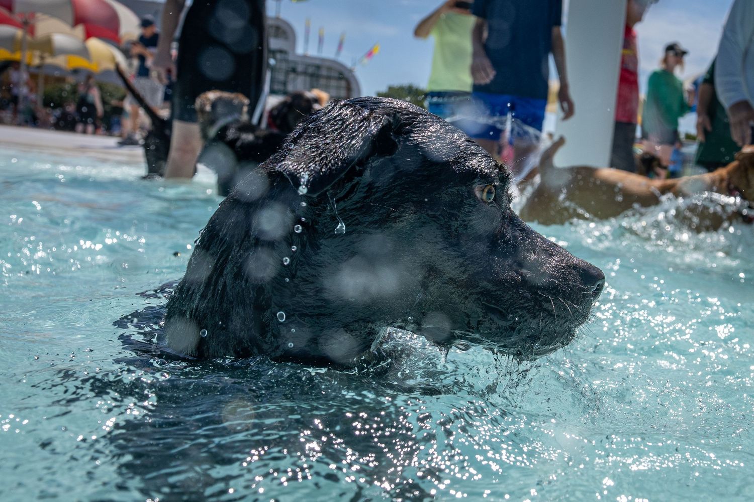 A black Labrador splashing through shallow pool water on a bright sunny day.