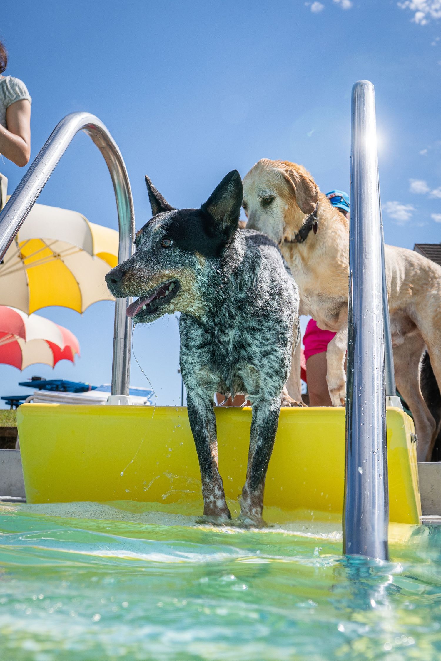 Two wet dogs standing at pool steps at outdoor water park on bright sunny day.