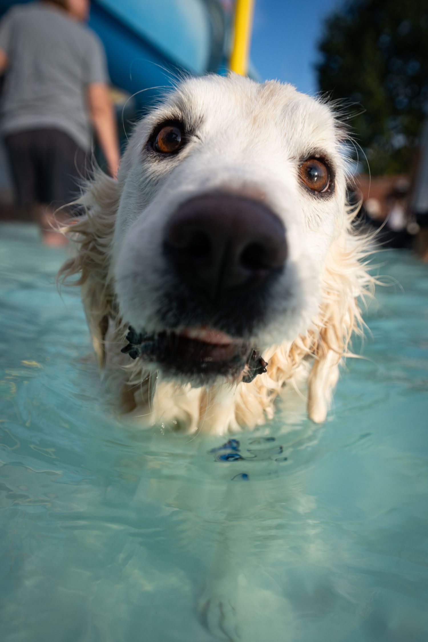 Wet white dog swimming in a pool, looking up at camera with brown eyes and nose close-up.