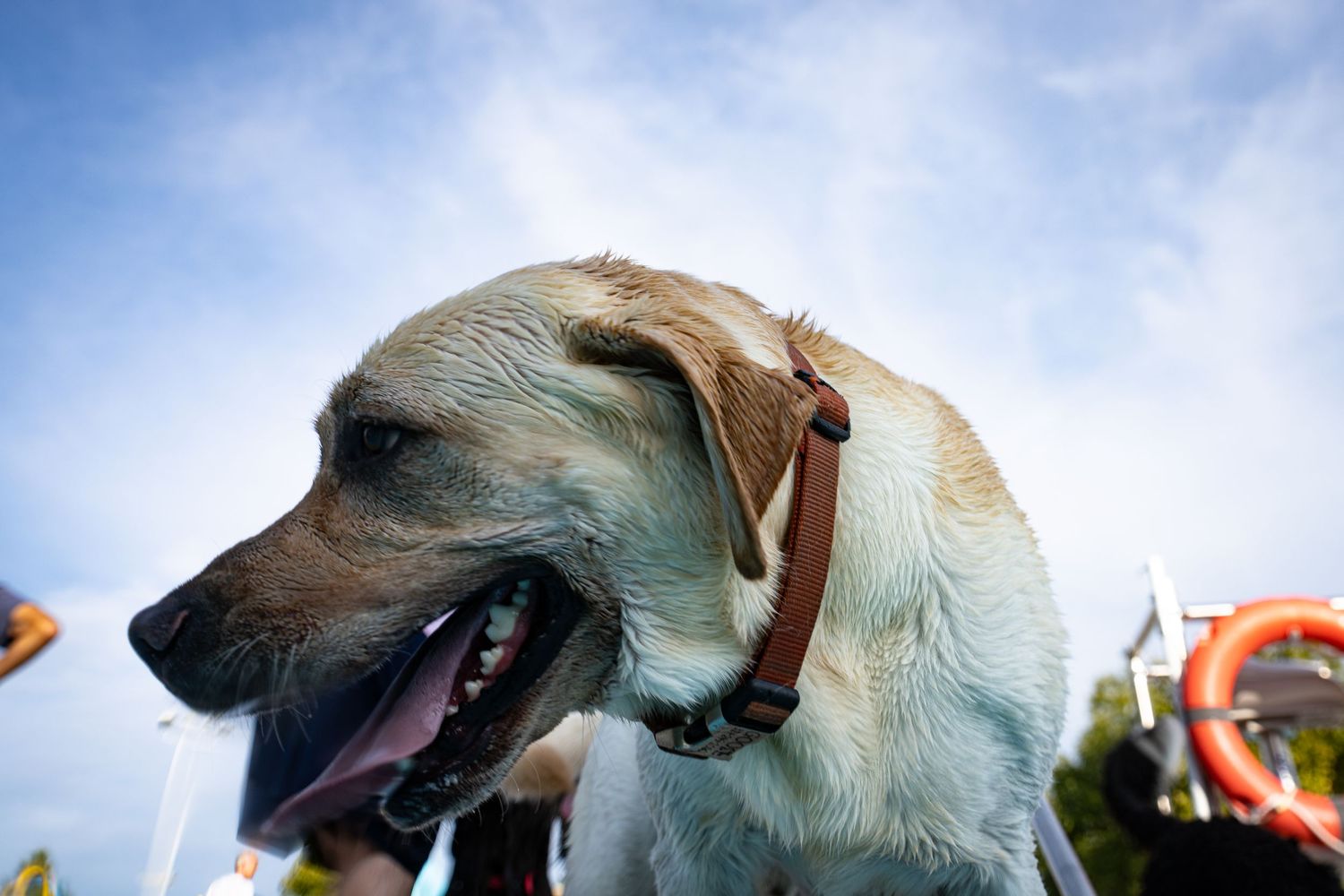 Close-up of a happy Labrador dog with mouth open, wearing a brown collar, against a blue sky background.