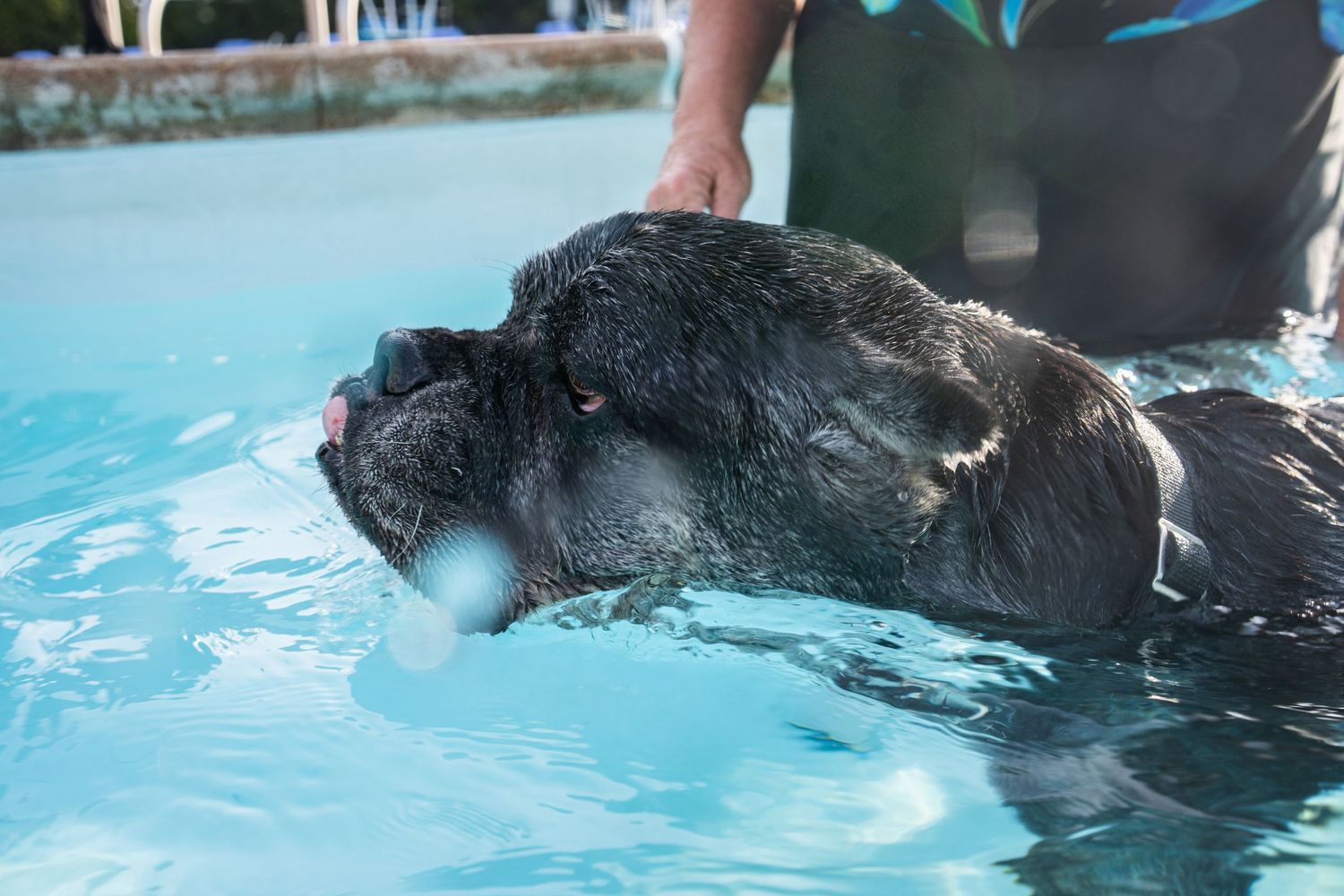 A large black Newfoundland dog swimming in a blue pool with a white ball, assisted by a person nearby.