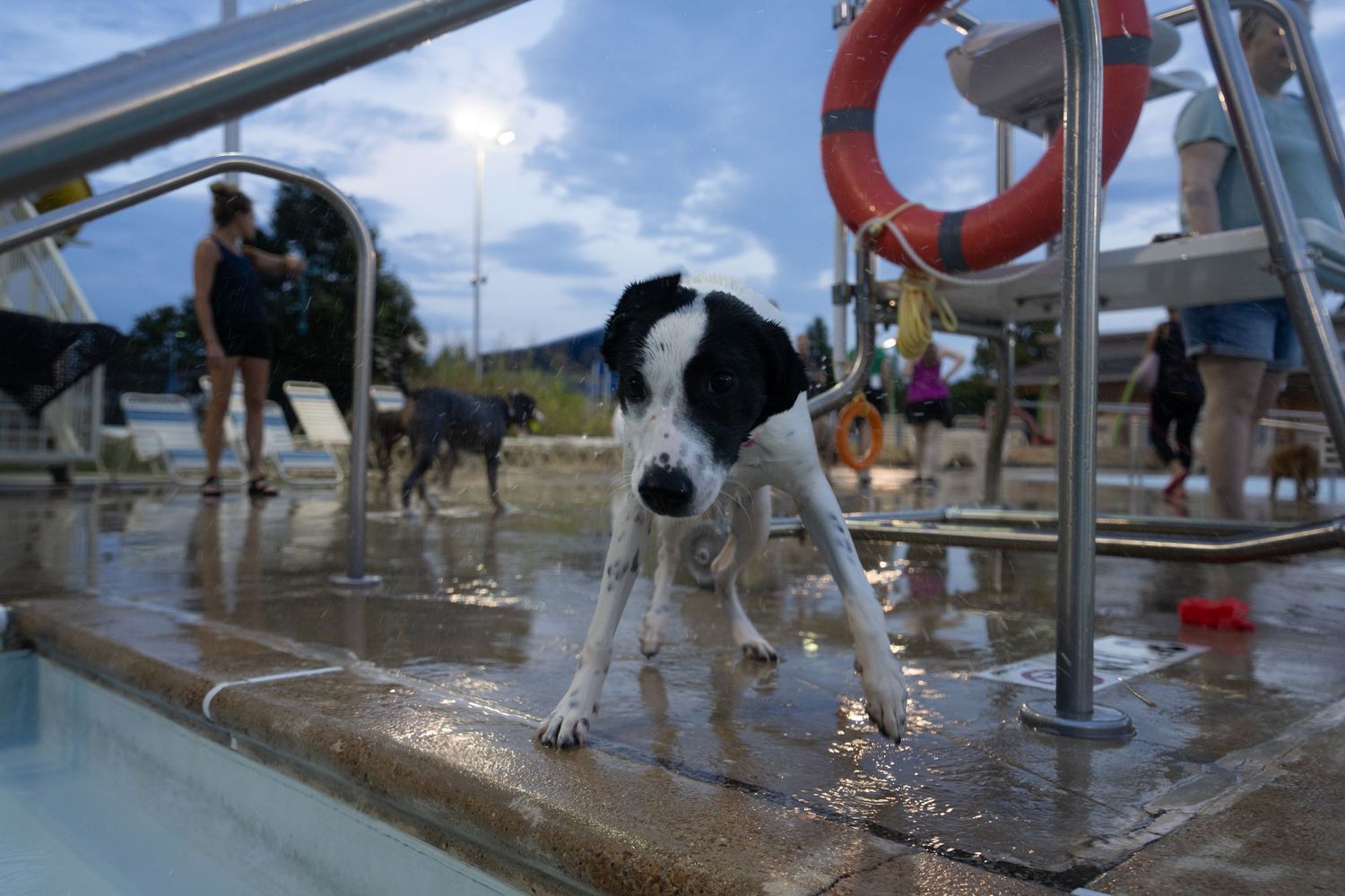 A wet black and white dog stands cautiously at the edge of a pool during a dog swim event.
