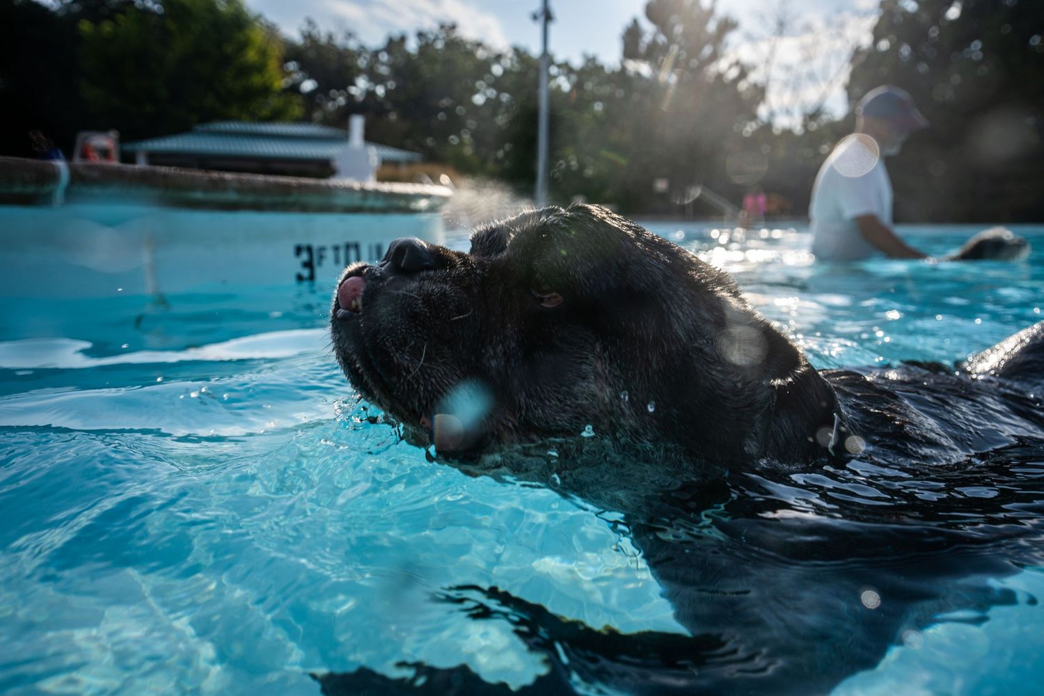 Black Labrador dog swimming in a blue outdoor pool, with a person visible in the background on a sunny day.