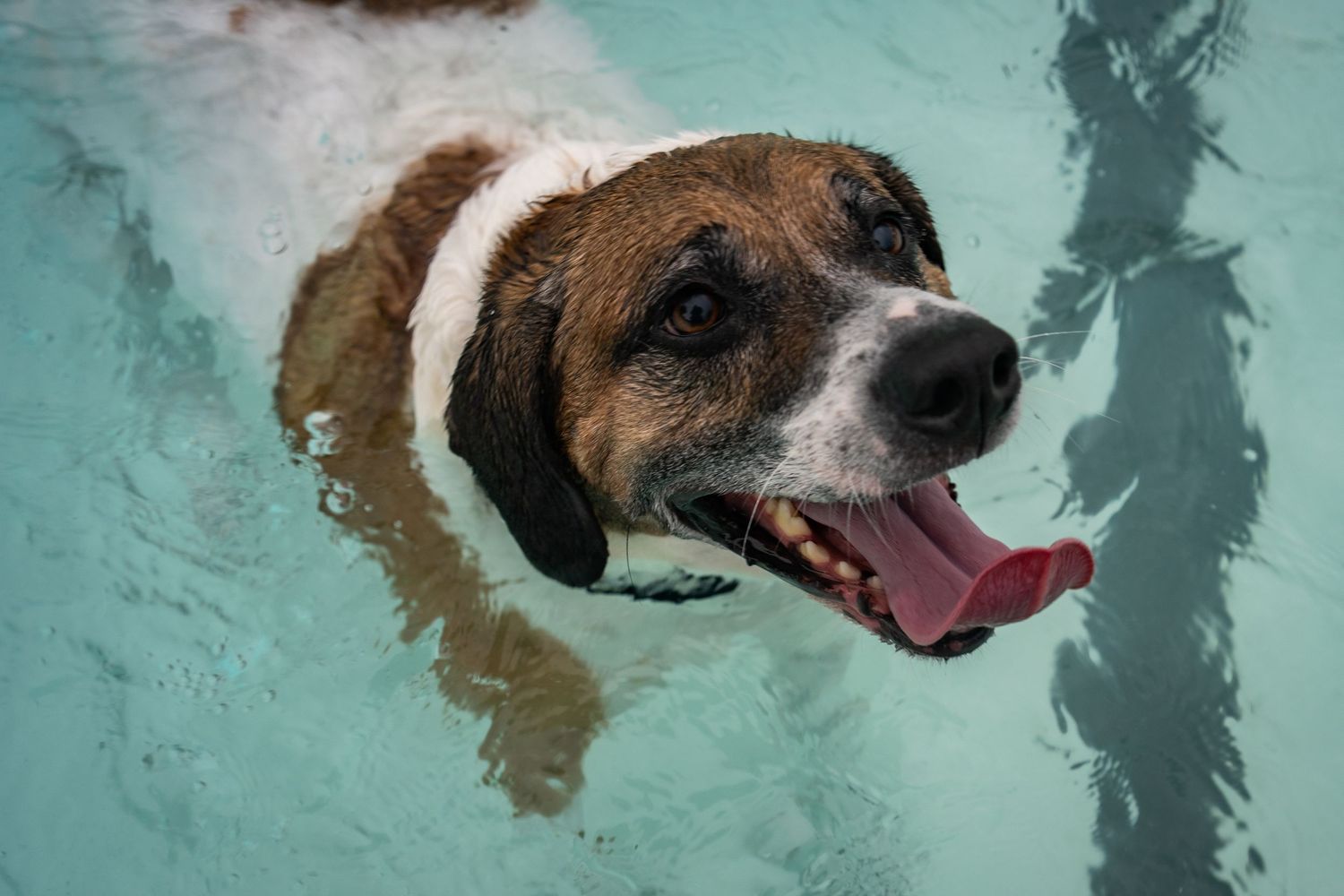 Happy brown and white dog swimming in a clear blue pool with tongue out.