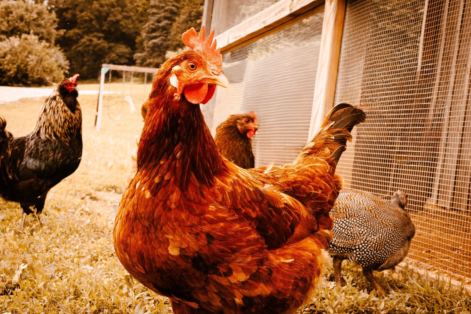 A group of colorful free-range chickens roam on green grass near a wire fence.