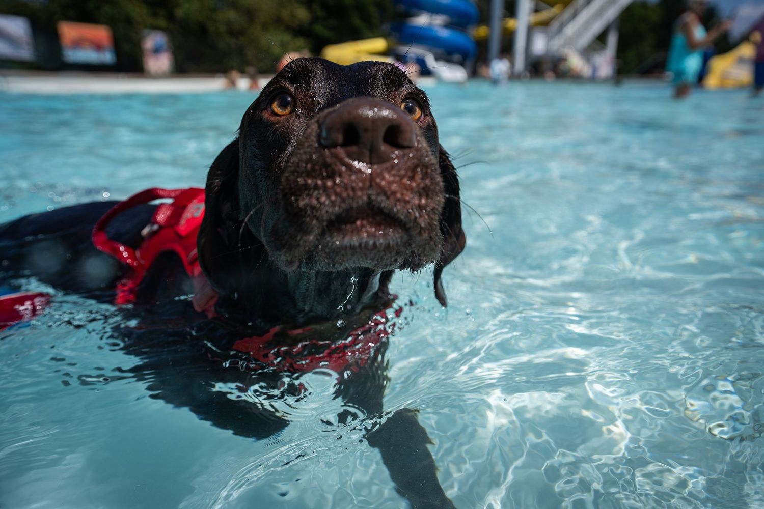 A dark brown Labrador wearing a red life jacket swims in a clear blue pool, close-up view.
