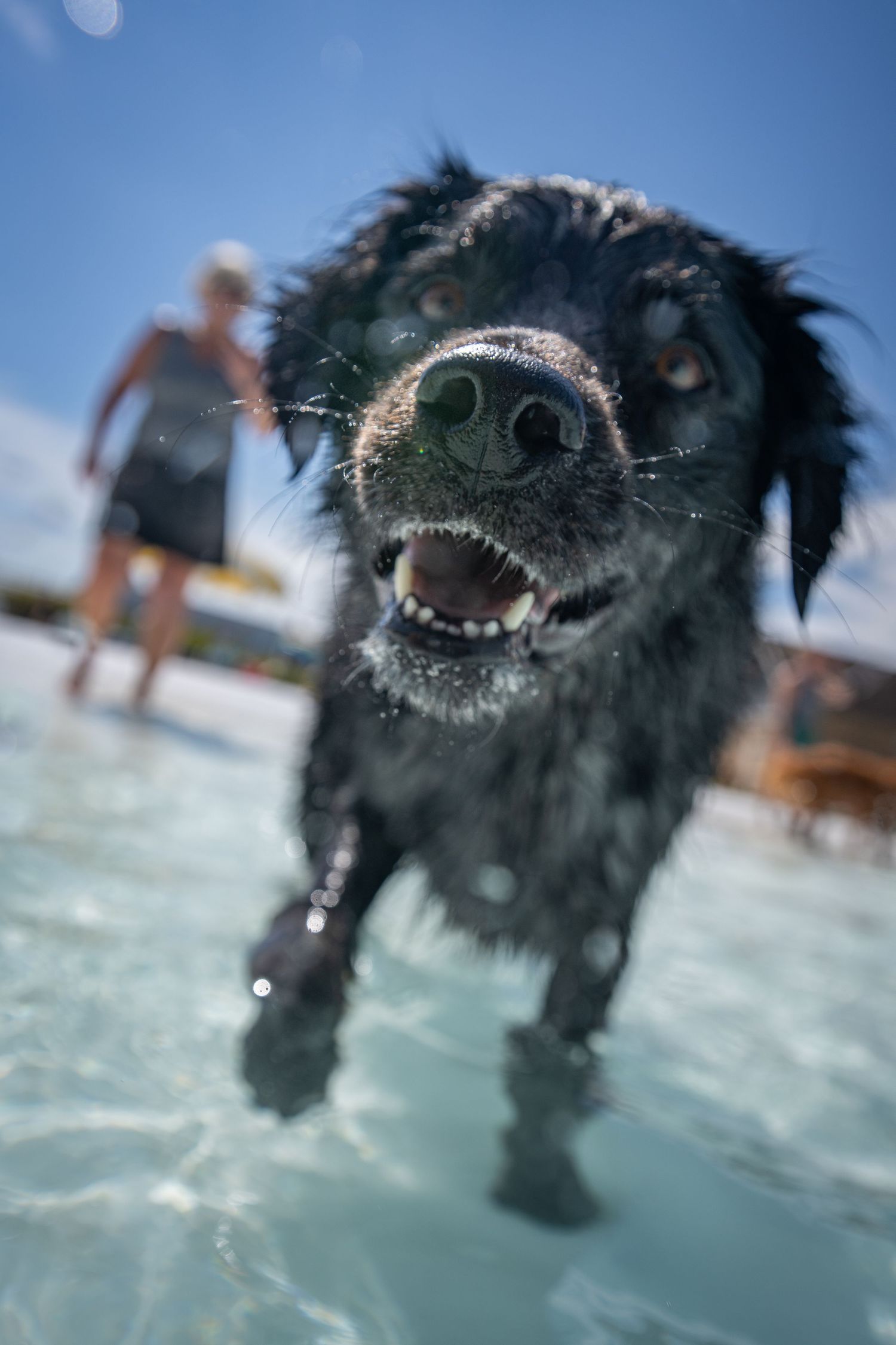 Close-up of a wet black dog with open mouth running through a shallow pool on a sunny day.