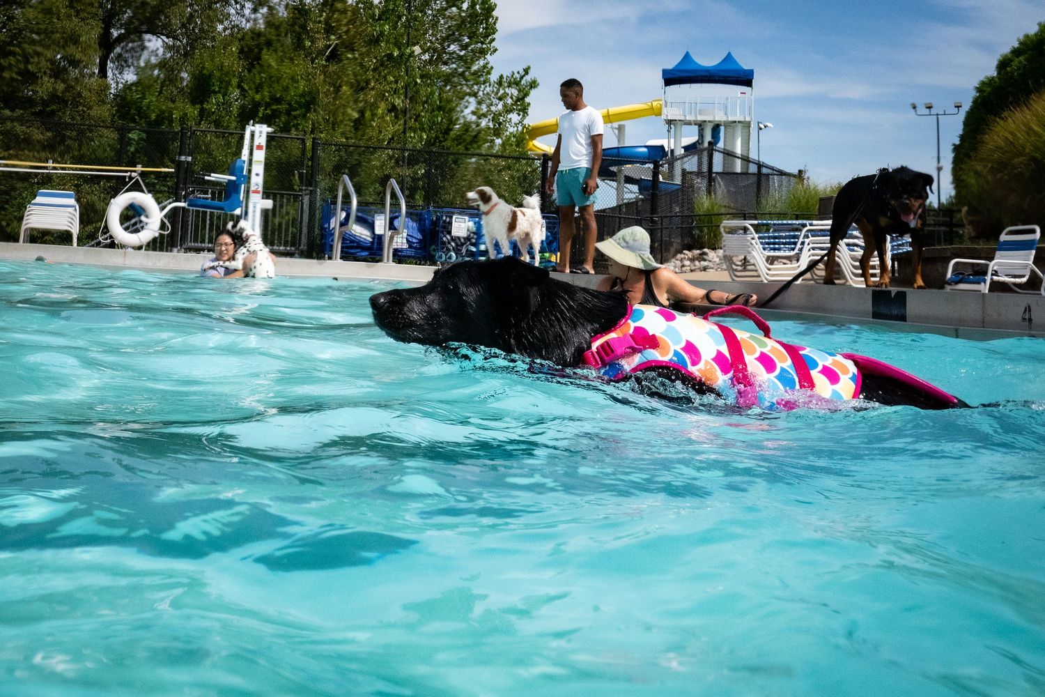 Black dog wearing pink polka dot life jacket swimming in outdoor pool with other dogs and people on sunny day.