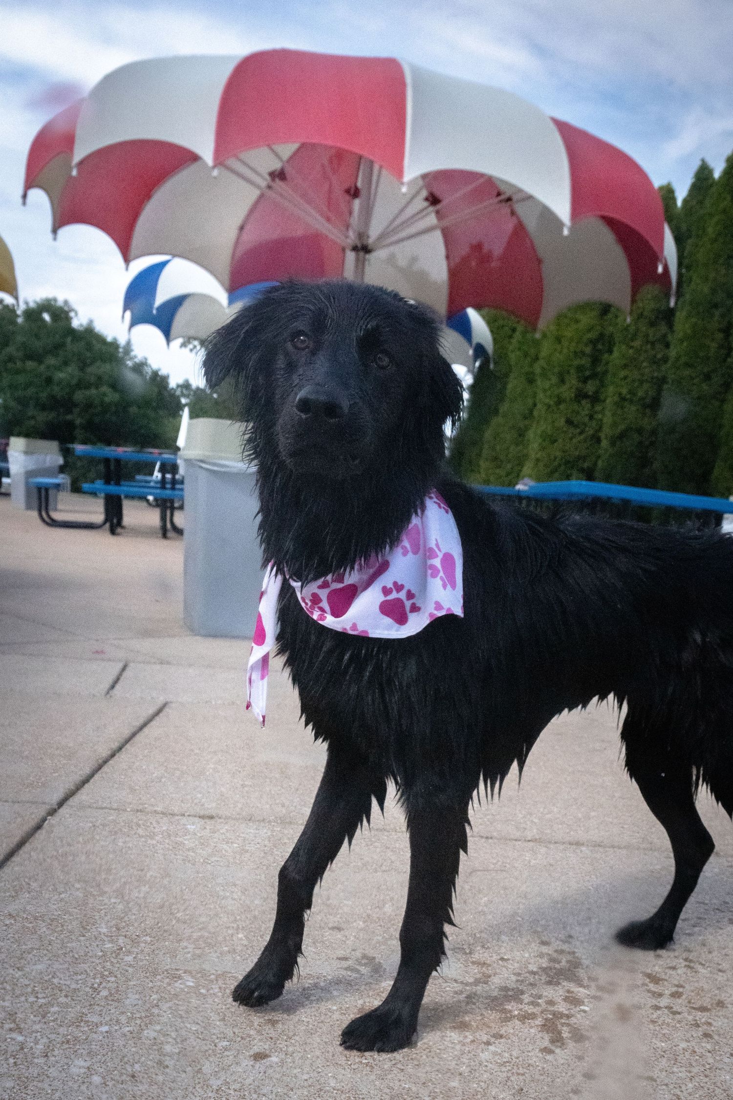 A wet black dog wearing a pink paw print bandana standing outdoors near colorful striped umbrellas.
