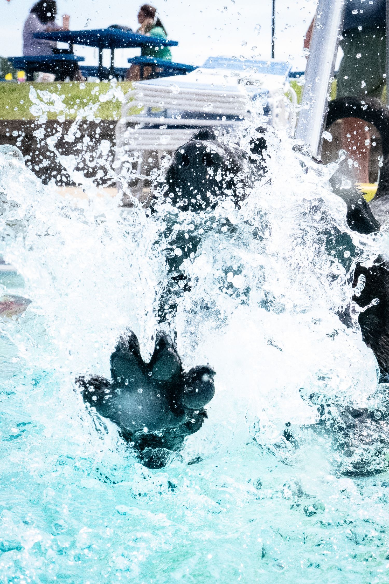 Action shot of a dark dog splashing into a bright blue pool creating dramatic water spray.