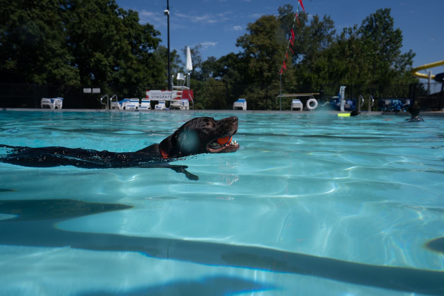 A black dog swims across a clear blue outdoor swimming pool with its mouth open on a sunny day.