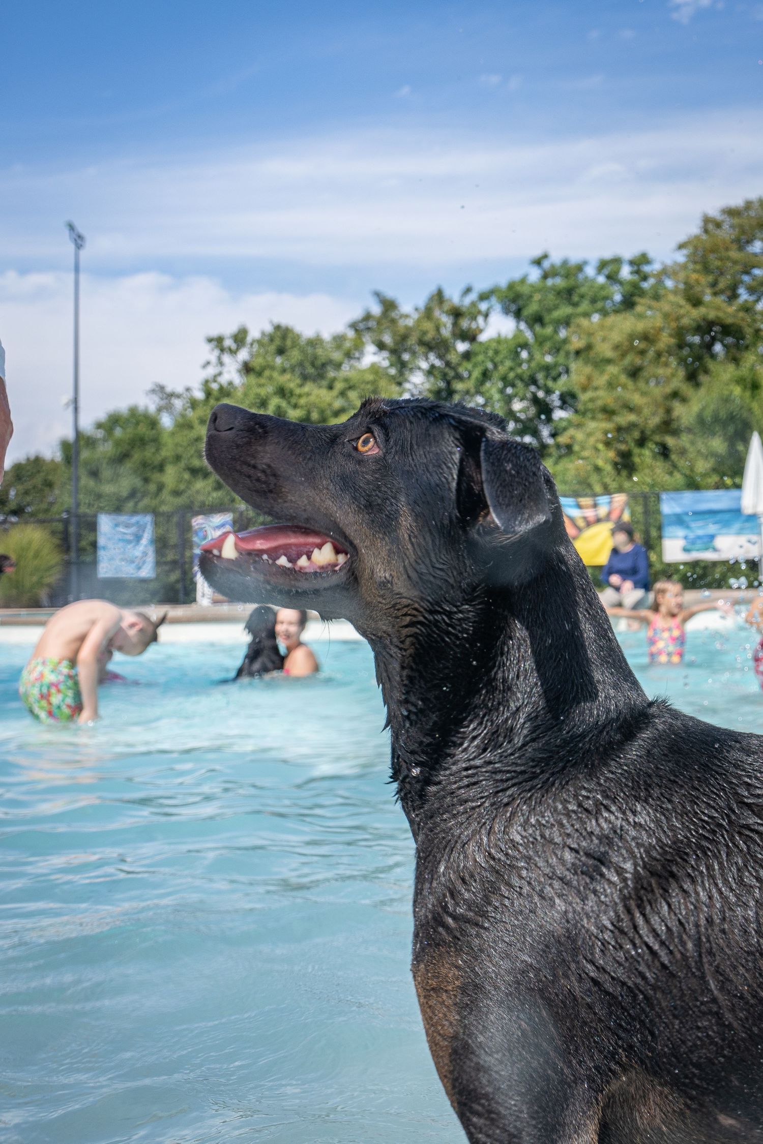 A wet black Labrador dog stands poolside, mouth open, with swimmers enjoying the pool behind it.
