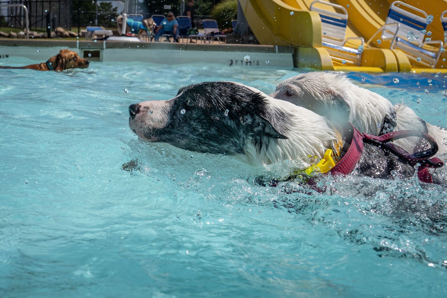 A black and white spotted dog wearing a pink harness swims energetically in a public pool.