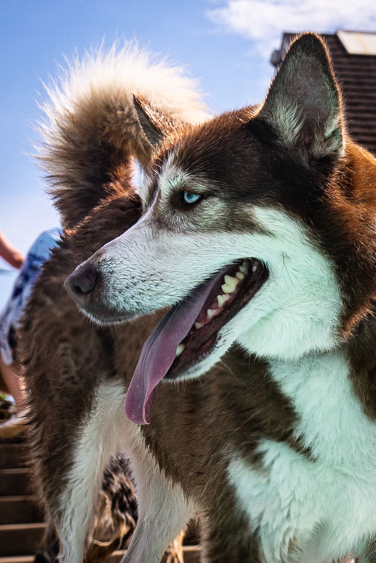 Close-up portrait of a Siberian Husky with striking blue eyes and tongue out against a blue sky.