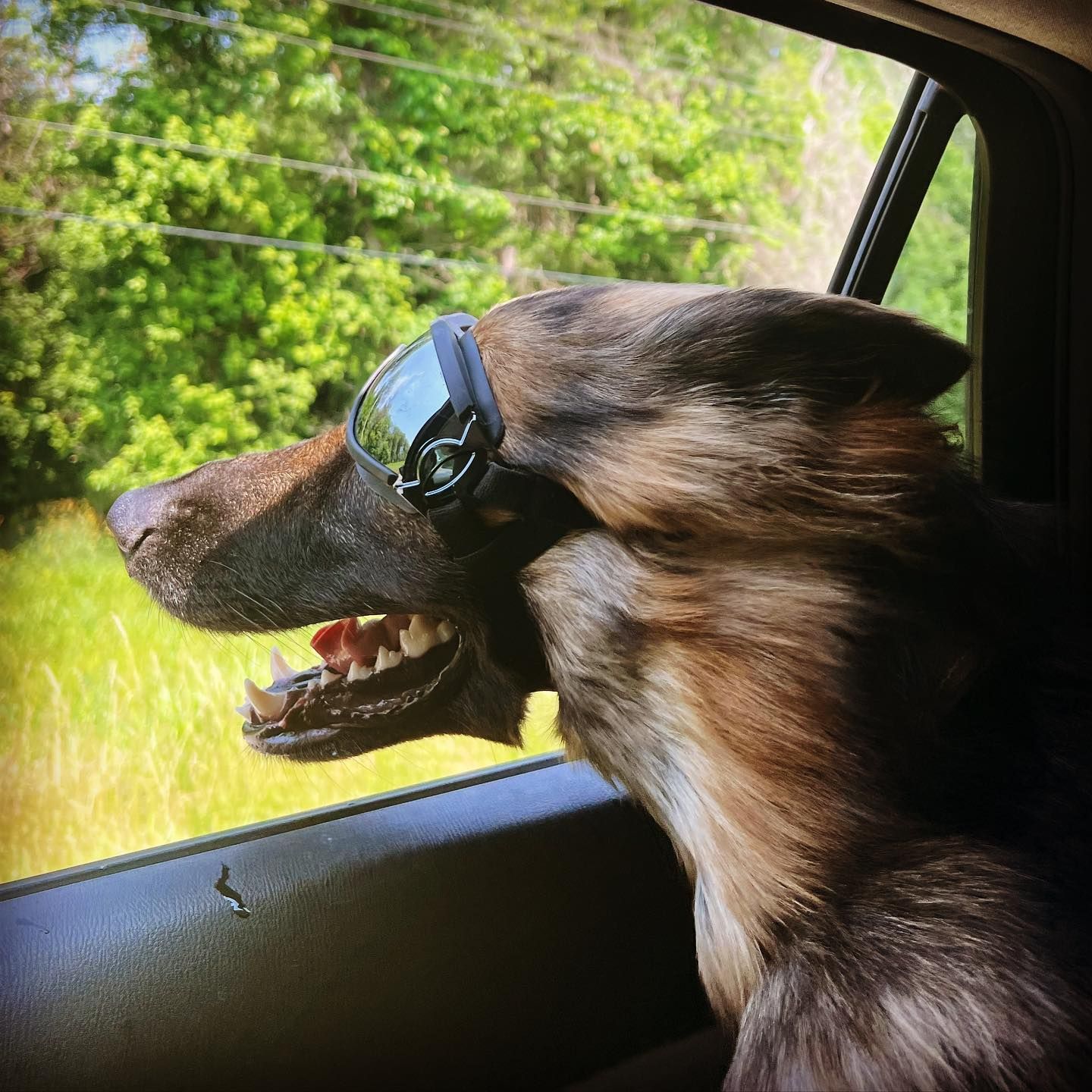 A cool German Shepherd dog wears sunglasses while hanging its head out of a car window.