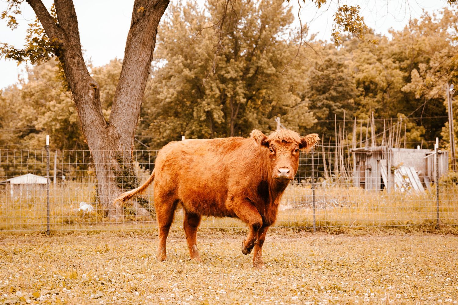Young brown Highland cow standing alert in a fenced field with trees in the background.