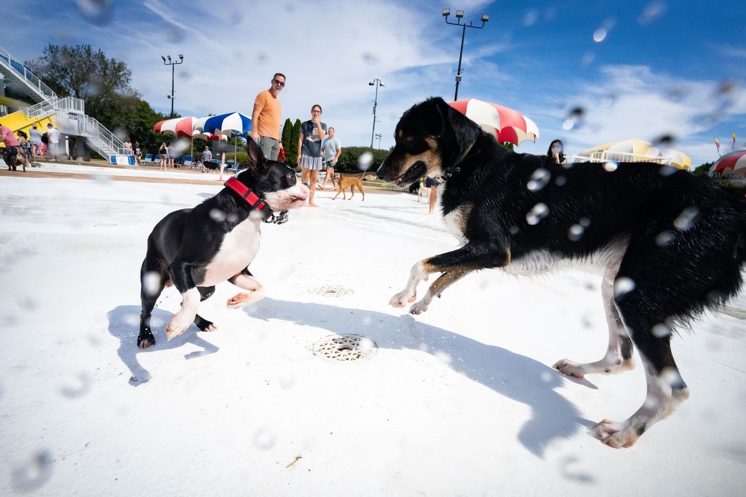Two dogs playing and splashing in a shallow pool while people watch in the background.