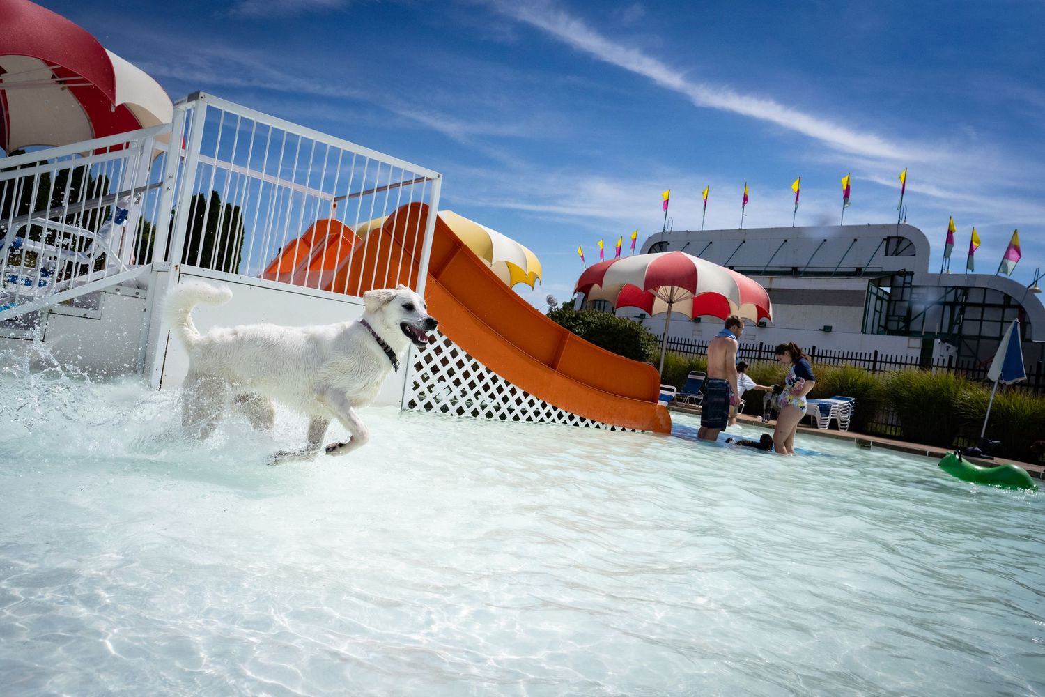 A white Labrador running down a yellow water slide into a splashing outdoor pool.