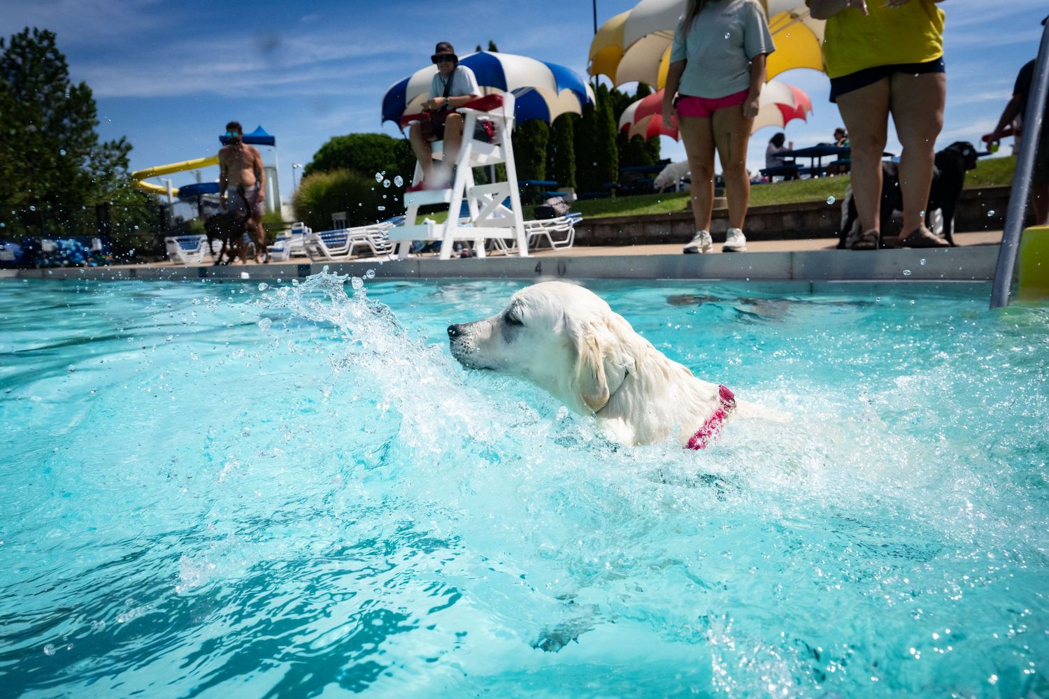 Golden retriever swimming energetically in blue pool water at outdoor dog swim event with spectators watching nearby.