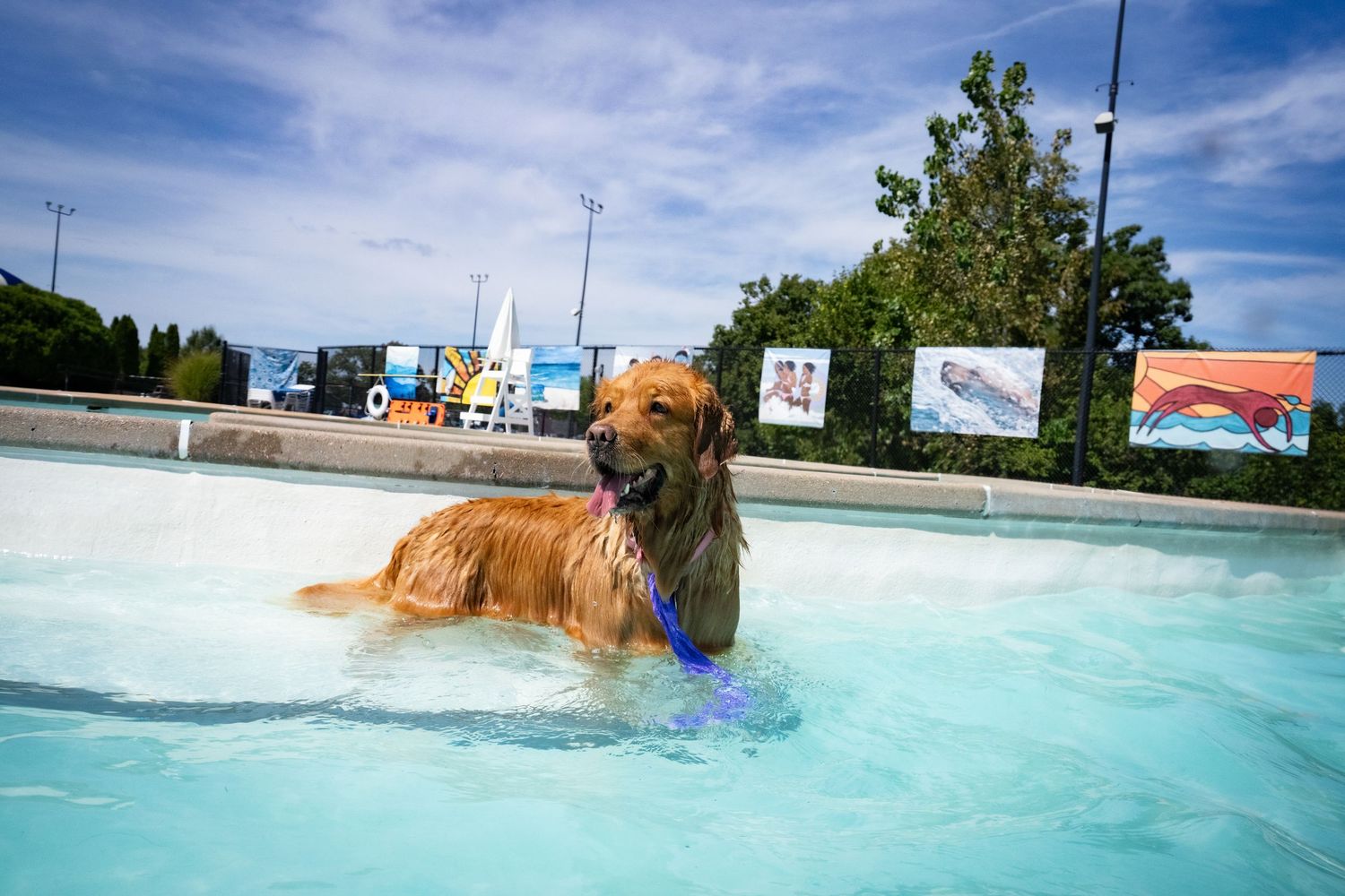 A golden retriever standing in a shallow outdoor pool holding a blue toy on a sunny day.