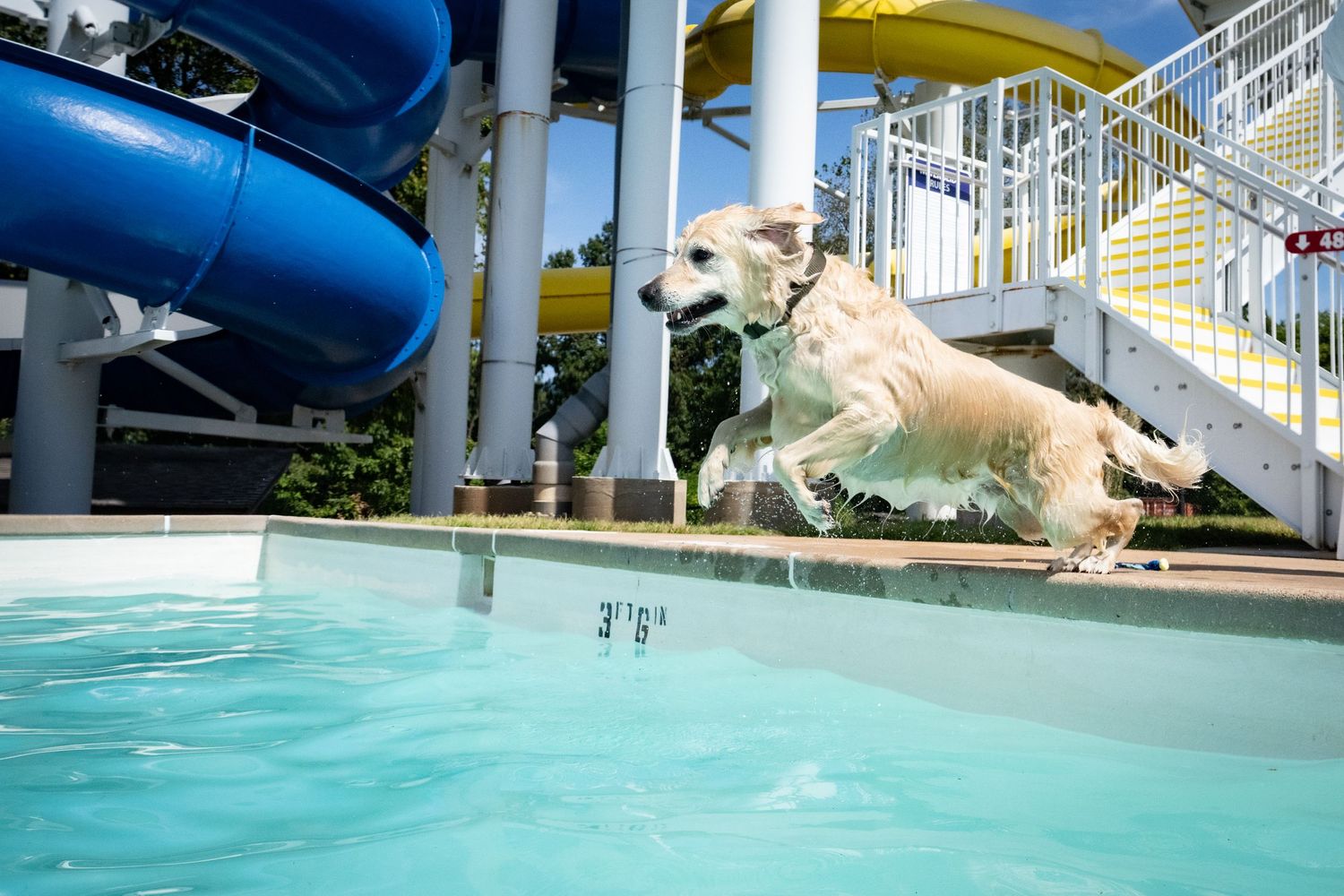 A golden retriever joyfully leaps into a swimming pool at a water park with a blue slide in the background.