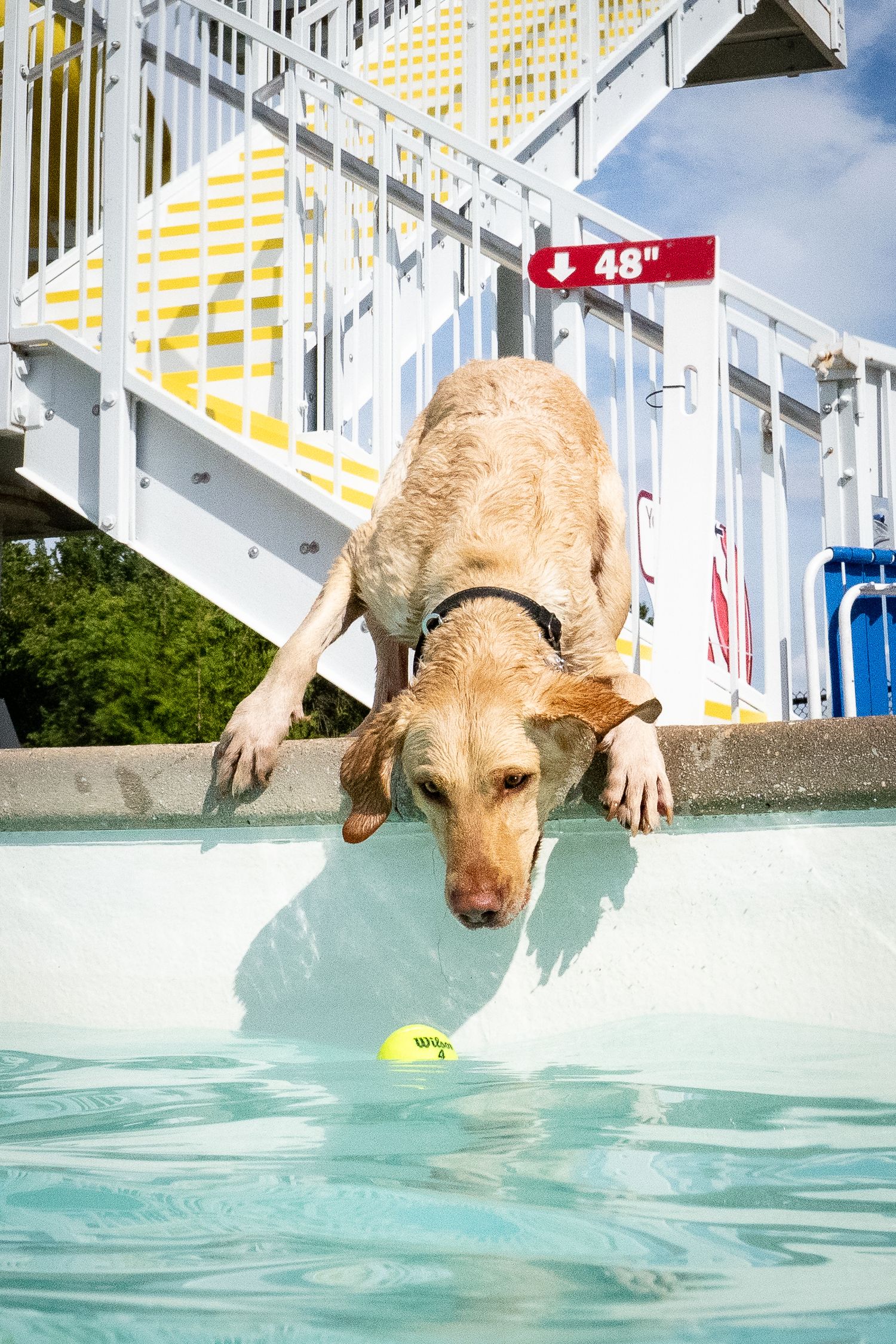 A yellow Labrador retriever leaning over a pool edge, reaching for a tennis ball floating in the water.