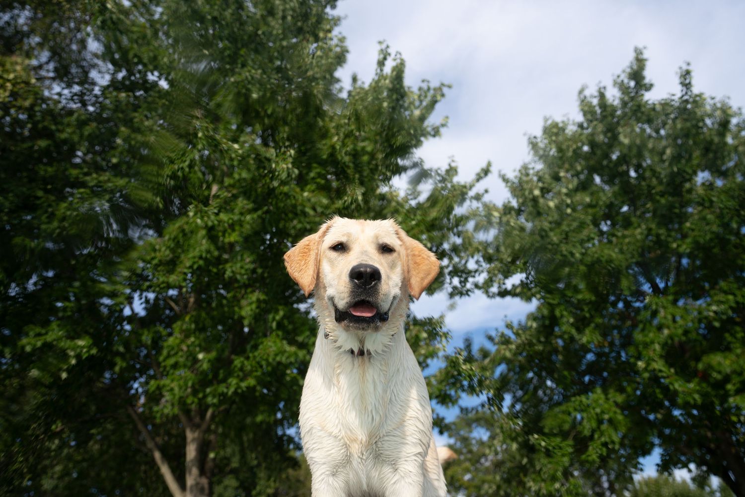 A happy yellow Labrador Retriever sits outdoors with lush green trees and blue sky in the background.