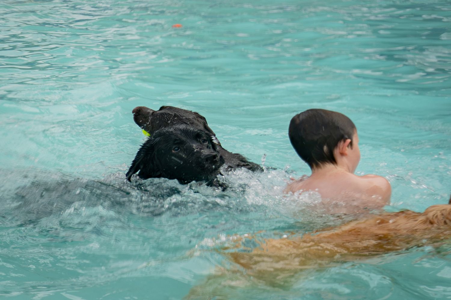 A boy and a black Labrador dog swimming together in a turquoise pool.