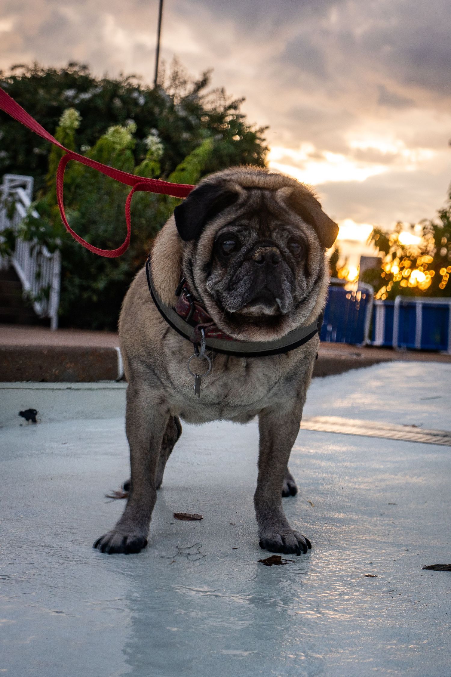 A fawn pug on a red leash stands on a wet surface at sunset with dramatic clouds and trees in the background.