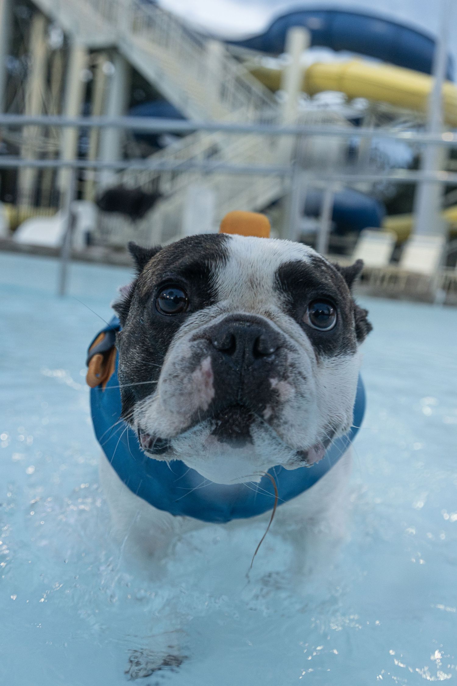 A bulldog wearing a blue life ring swims in a pool near a water slide.