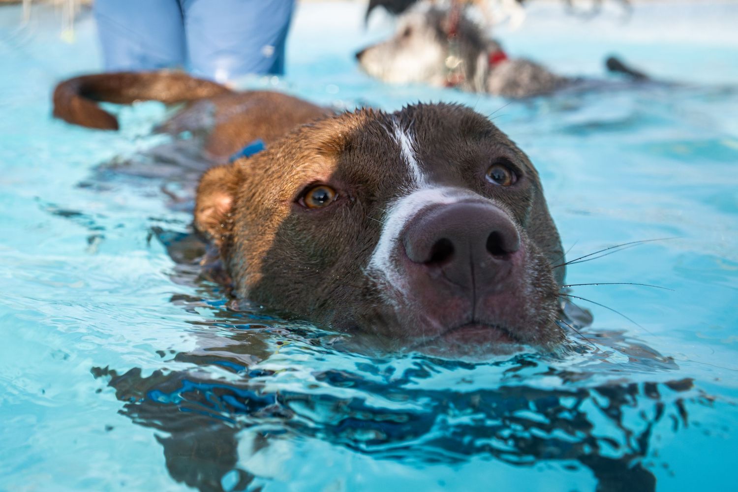 A brindle pit bull dog swimming in a blue outdoor pool with other dogs visible in the background.