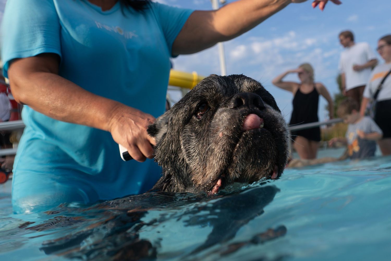 A wet dark-haired dog being guided through a pool by a person in a blue shirt during an outdoor swim event.