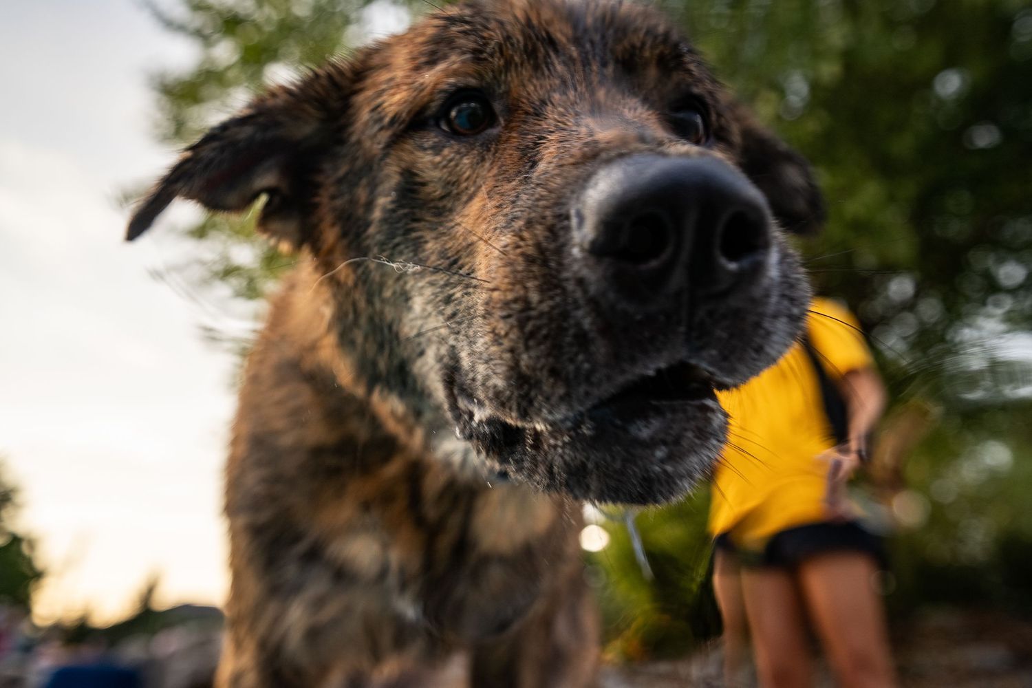 Close-up of a large brindle dog outdoors with a person in a yellow shirt visible in the background.