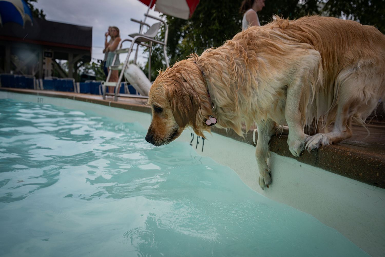 A wet golden retriever dog leaning over the edge of a swimming pool, appearing to drink or look at the water.