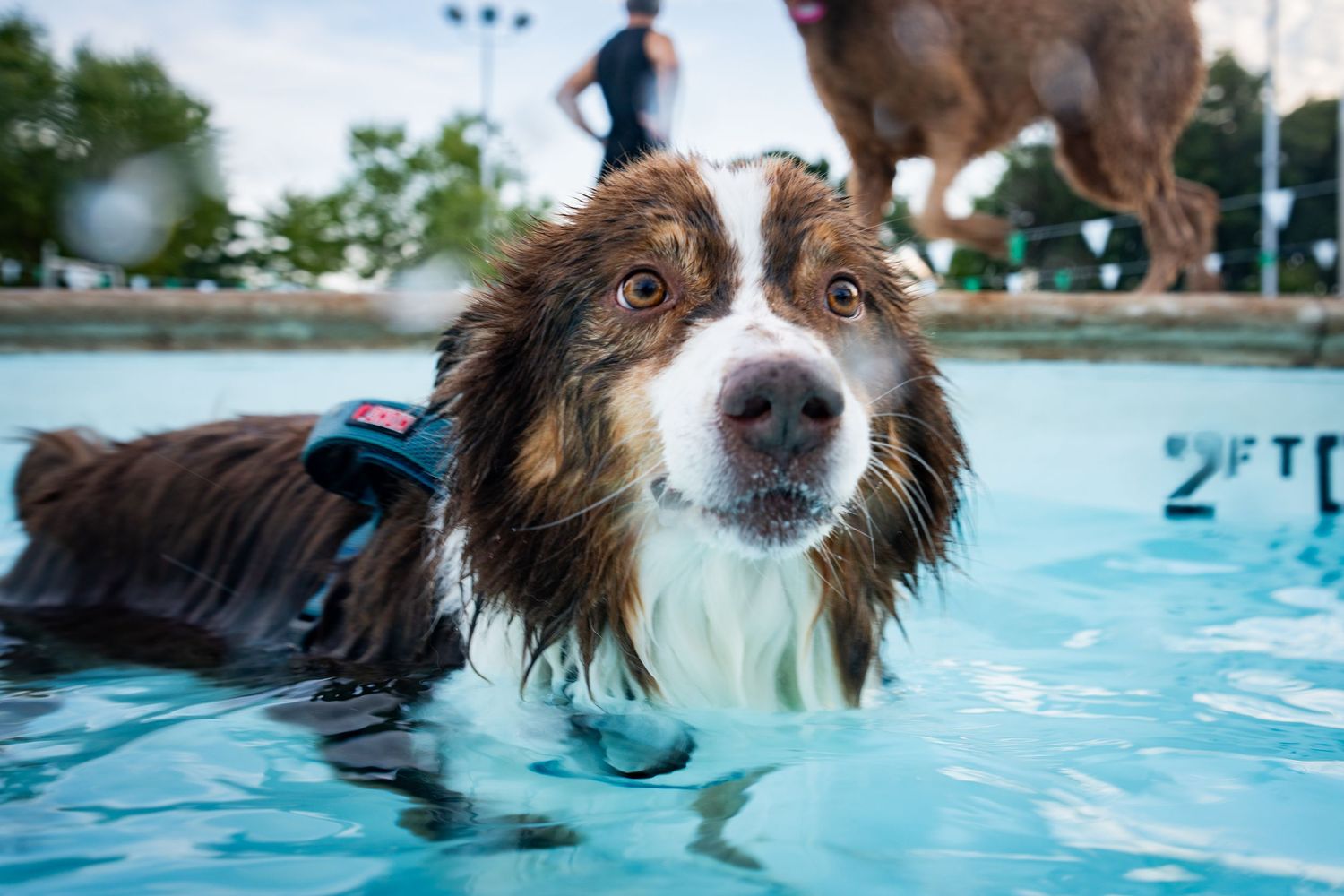 Wet brown and white Border Collie dog wearing a harness swimming in a shallow 2ft pool outdoors.