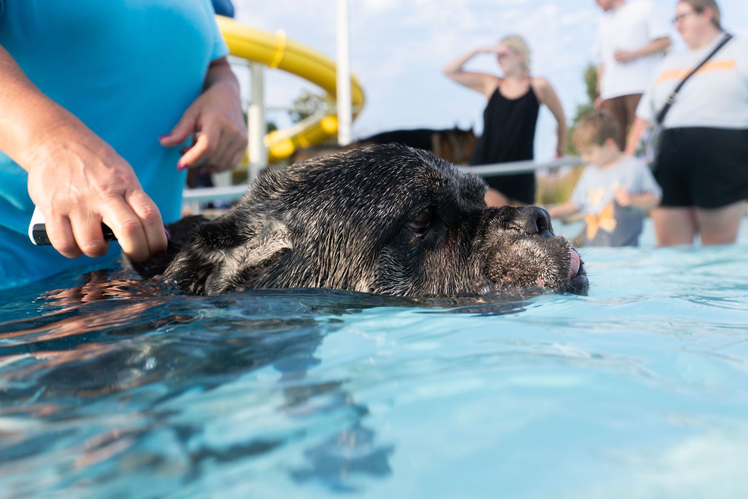 A wild boar swimming in a pool surrounded by people at a tropical water park.