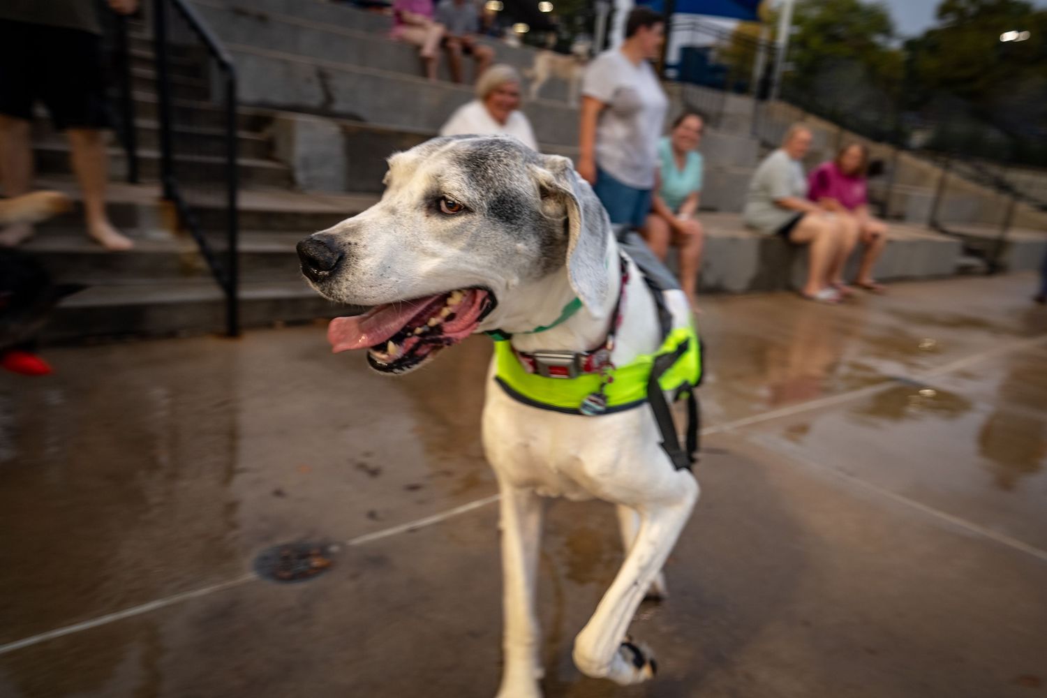 A happy white dog wearing a green vest harness stands on wet pavement at an outdoor event with people in the background.