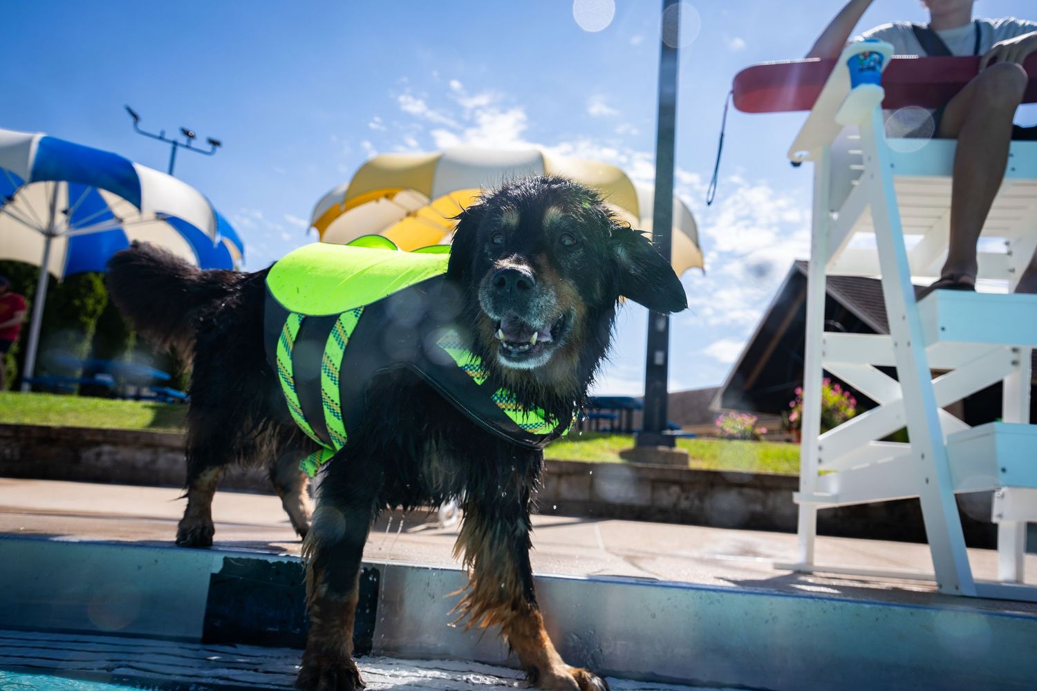 Wet black dog wearing a green life jacket standing at the edge of a swimming pool on a sunny day.