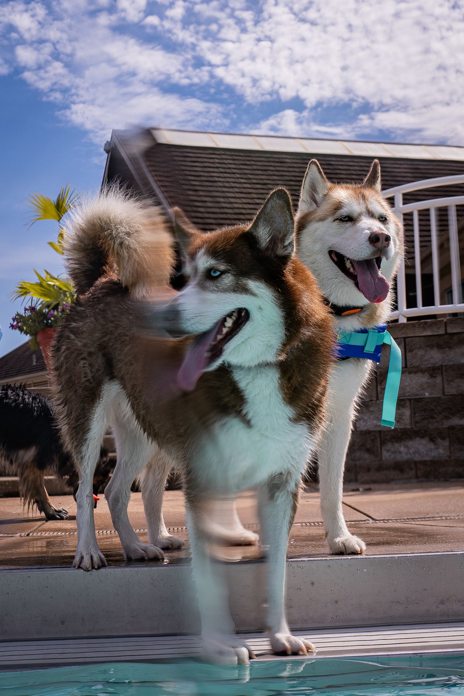 Two Siberian Husky dogs standing by a pool edge under a partly cloudy blue sky.