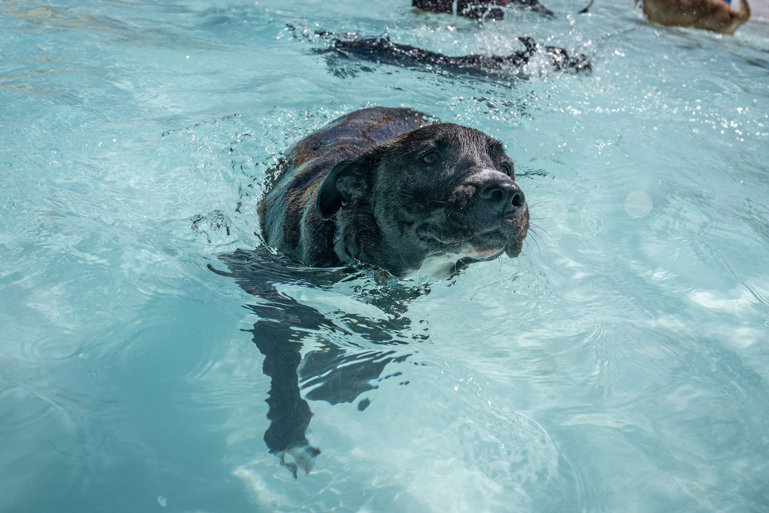 Dark-colored dog swimming in a bright blue pool, captured close-up with water splashing around.