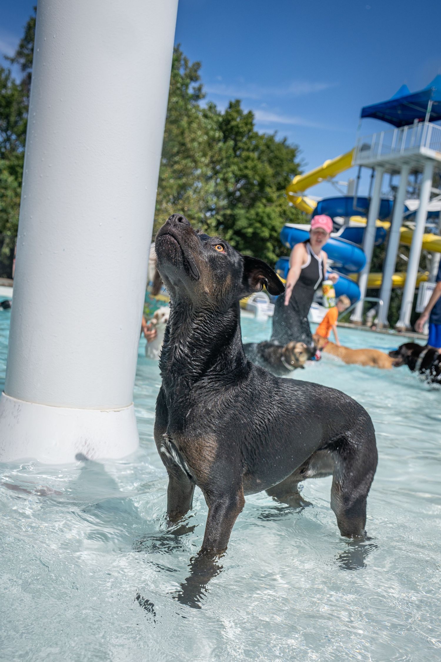 Wet black Labrador dog standing in shallow pool at water park on sunny day.
