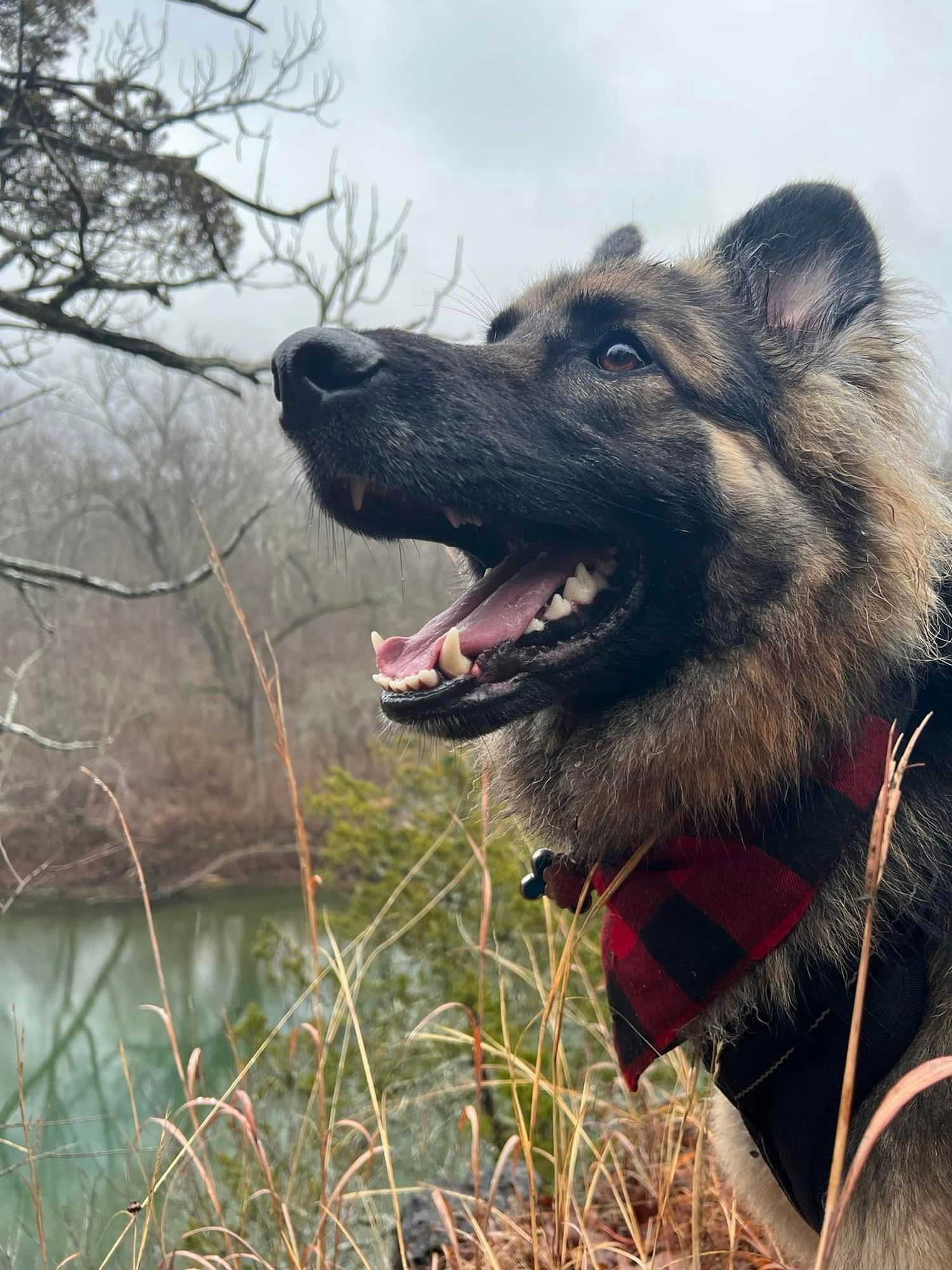 A majestic German Shepherd wearing a red plaid bandana poses outdoors near a misty lake.